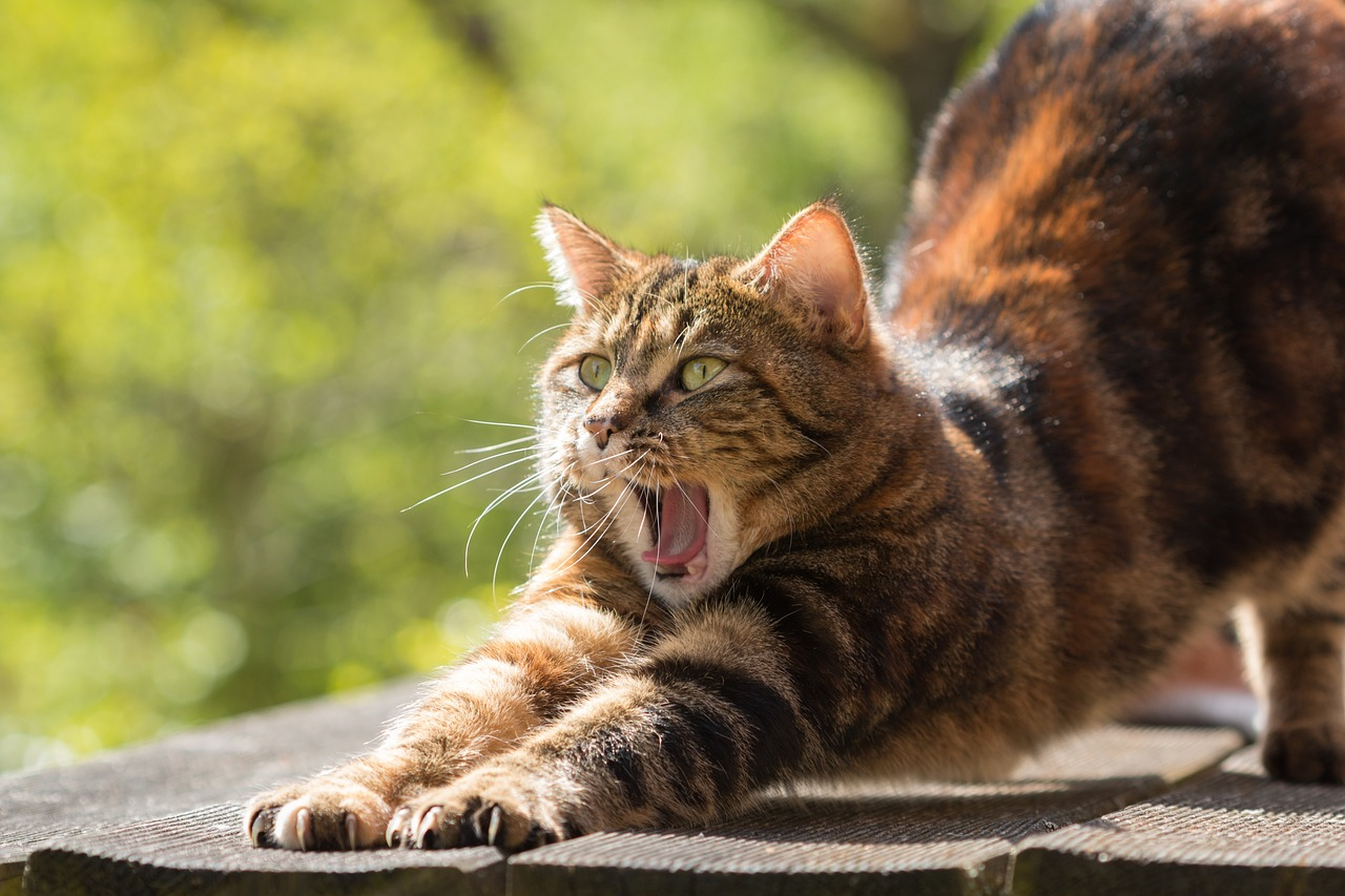 Bitte nicht streicheln: Hochgiftige Katze auf der Flucht