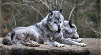 Behörden warnen: Wolfsattacke auf spielendes Kind in den Niederlanden