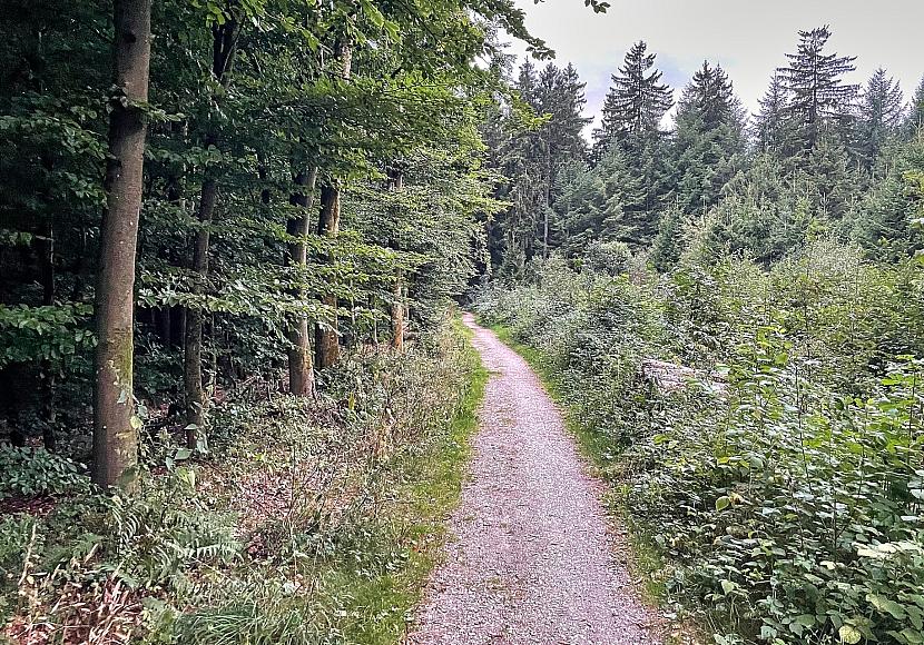 Studie: Artenvielfalt im Wald schützt nicht automatisch vor Dürre