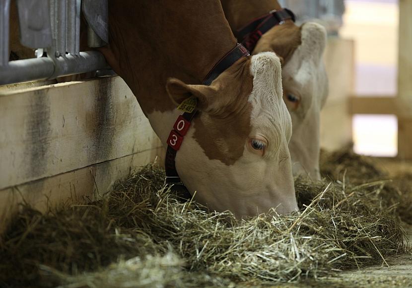 Erzeugerpreise landwirtschaftlicher Produkte gesunken
