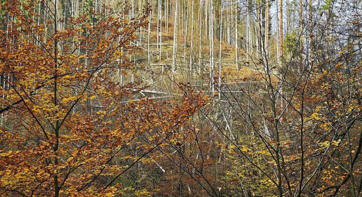 Wolf nach Vorfall in Hamburg ausgewildert