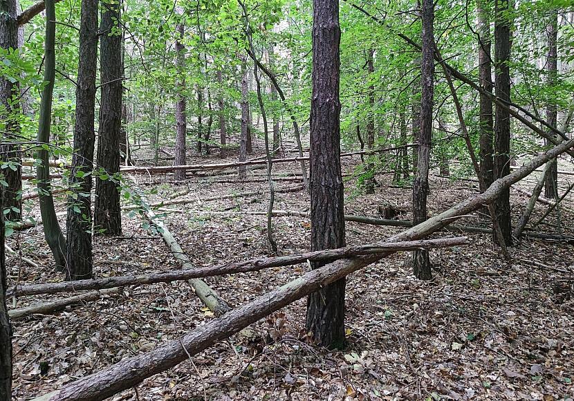 Waldbesitzer warnen vor zu viel Totholz
