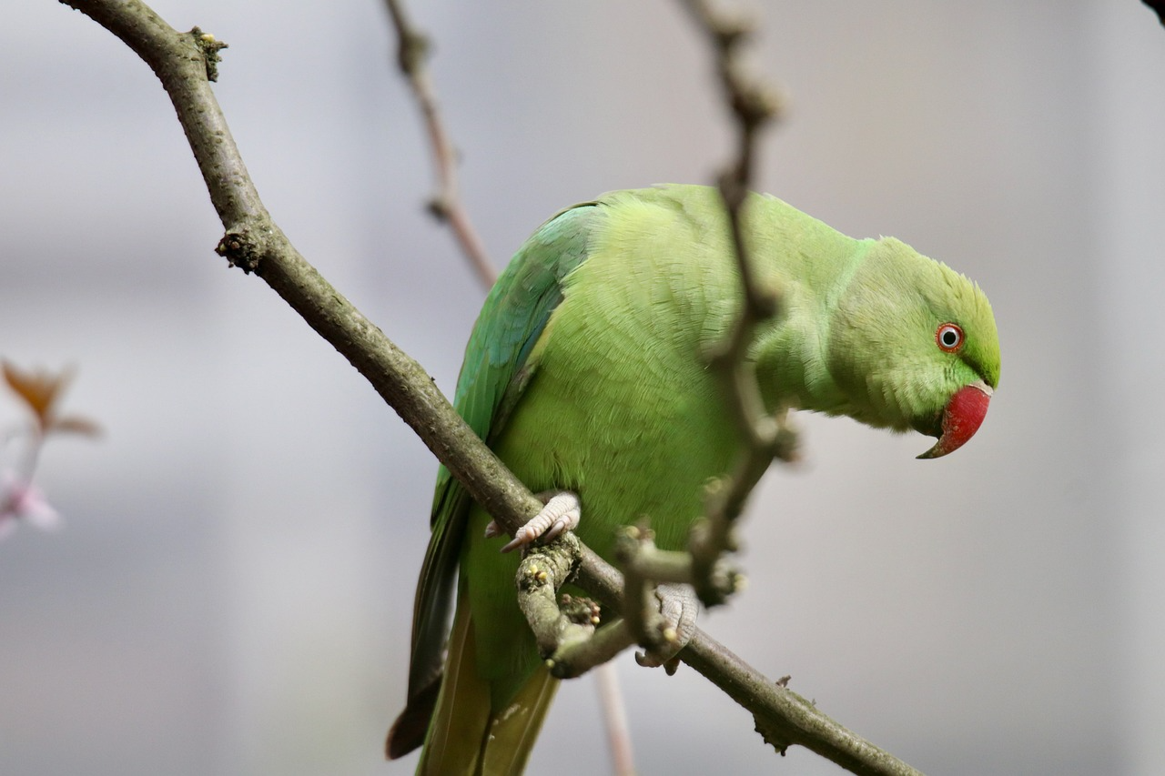 Aggressiver Papagei reduziert einheimischen Vogelbestand